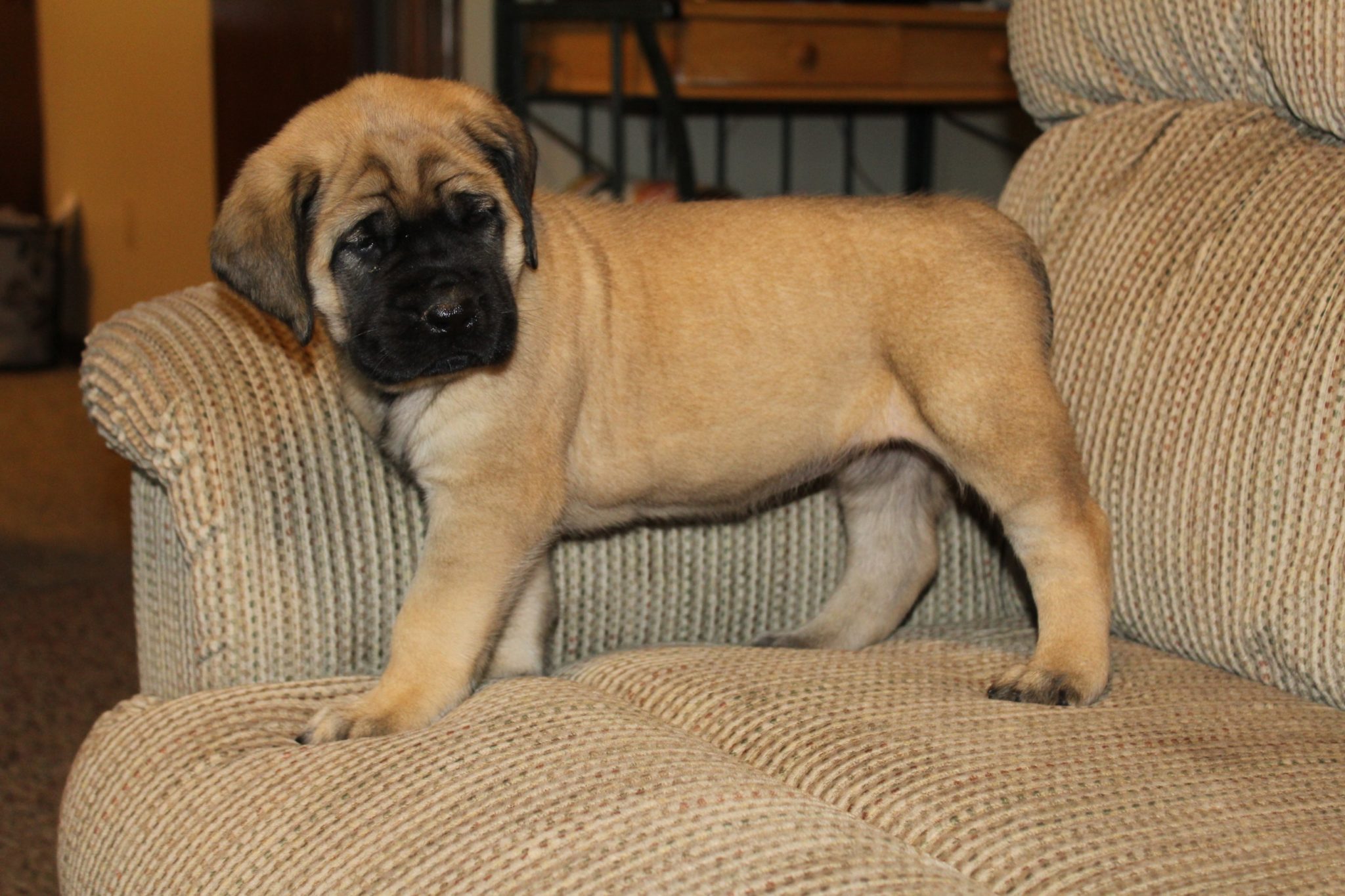 fuzzy mastiff