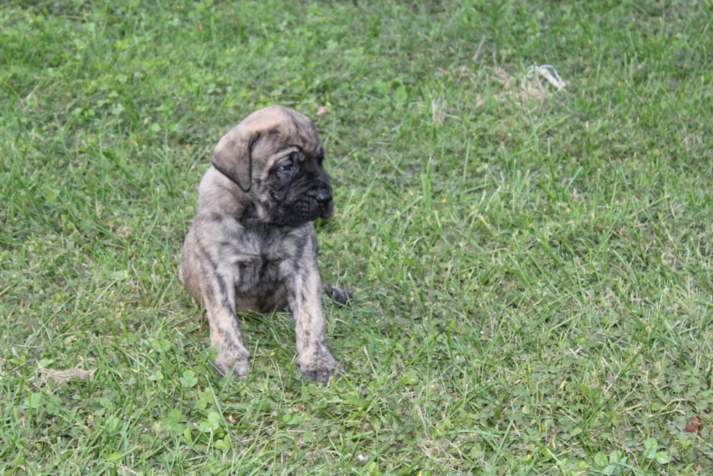 Mr. Silas (reverse brindle) - Whispering Wind Bordeaux and ...